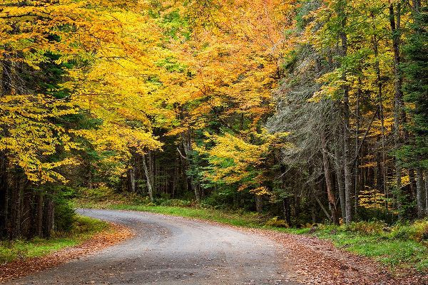Collins, Ann 아티스트의 USA-New York-Adirondacks Long Lake-foliage-covered road to Forked Lake작품입니다.